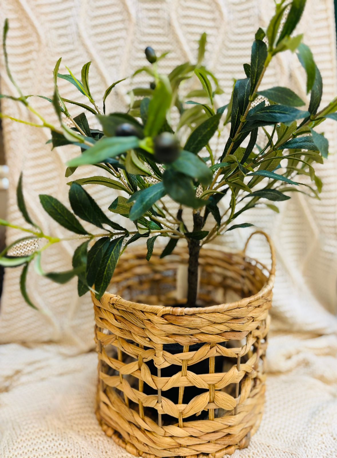Olivo